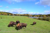 Fahrt durch den Omega-Wildpark