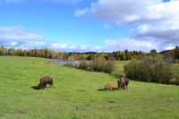 Fahrt durch den Omega-Wildpark