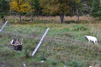 Fahrt durch den Omega-Wildpark