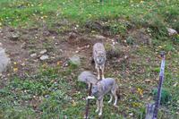 Fahrt durch den Omega-Wildpark