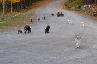 Fahrt durch den Omega-Wildpark
