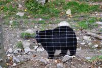 Fahrt durch den Omega-Wildpark