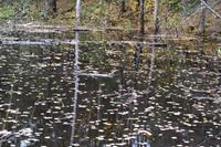 Erholung am Lac Taureau - Ein Biber!