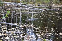 Erholung am Lac Taureau - Ein Biber!