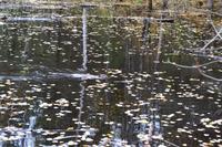 Erholung am Lac Taureau - Ein Biber!