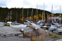 Walforschungsstation in Tadoussac