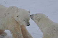 Eisbär 19