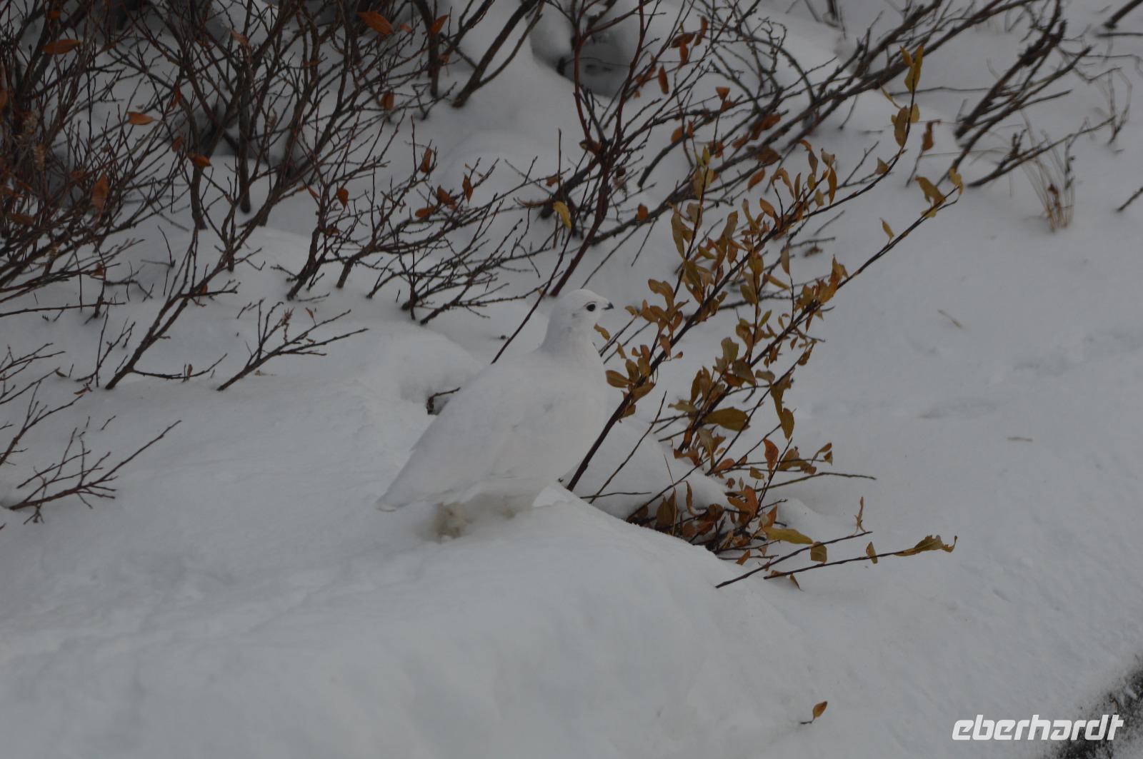 Schneehuhn