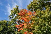 17 Indian Summer