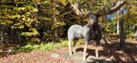 172 Elch am Wegesrand