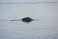 172 Whale Watching Tadoussac