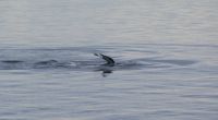 176 Whale Watching Tadoussac