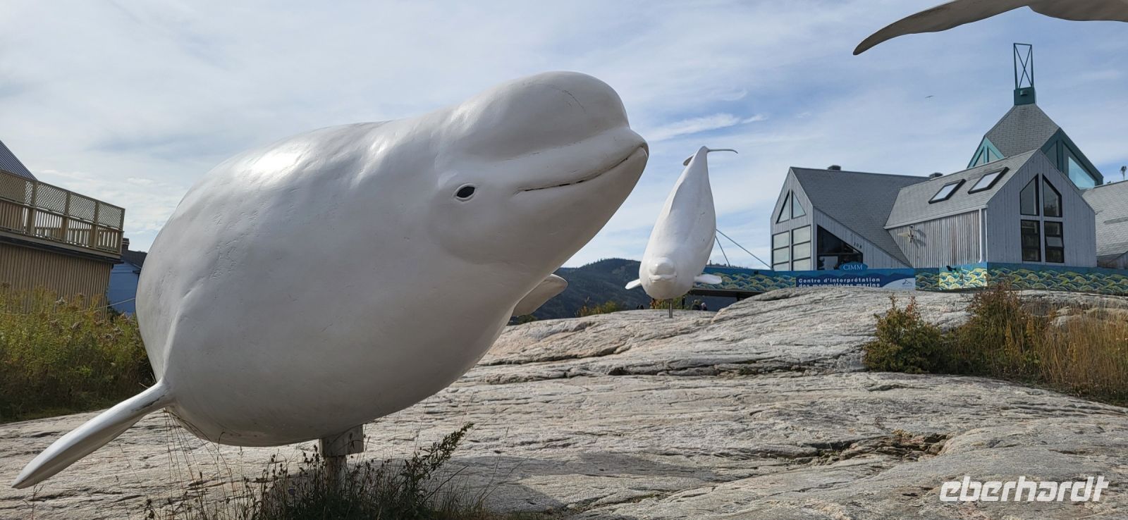 177 Beluga Wale
