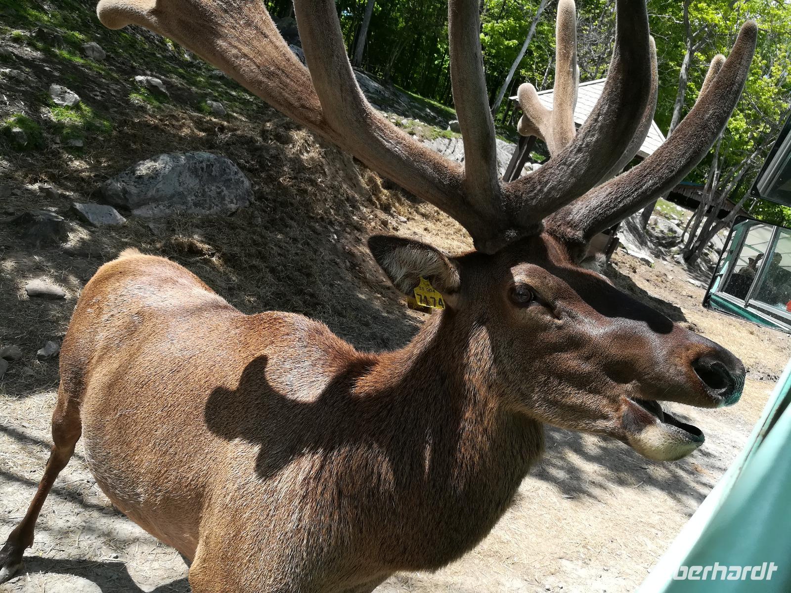 035 Omega Wildlife Parc