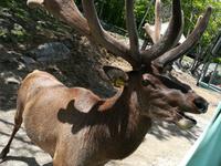 035 Omega Wildlife Parc