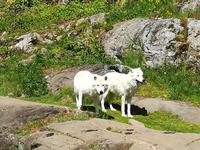 037 Omega Wildlife Parc