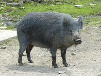 040 Omega Wildlife Parc