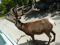 041 Omega Wildlife Parc