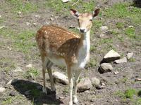 042 Omega Wildlife Parc