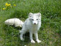 043 Omega Wildlife Parc