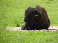 044 Omega Wildlife Parc