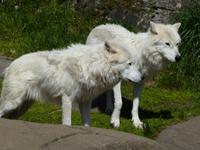 046 Omega Wildlife Parc