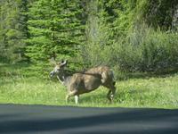 109 Banff Nationalpark