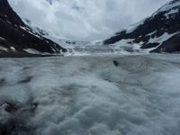 118 Athabasca Gletscher