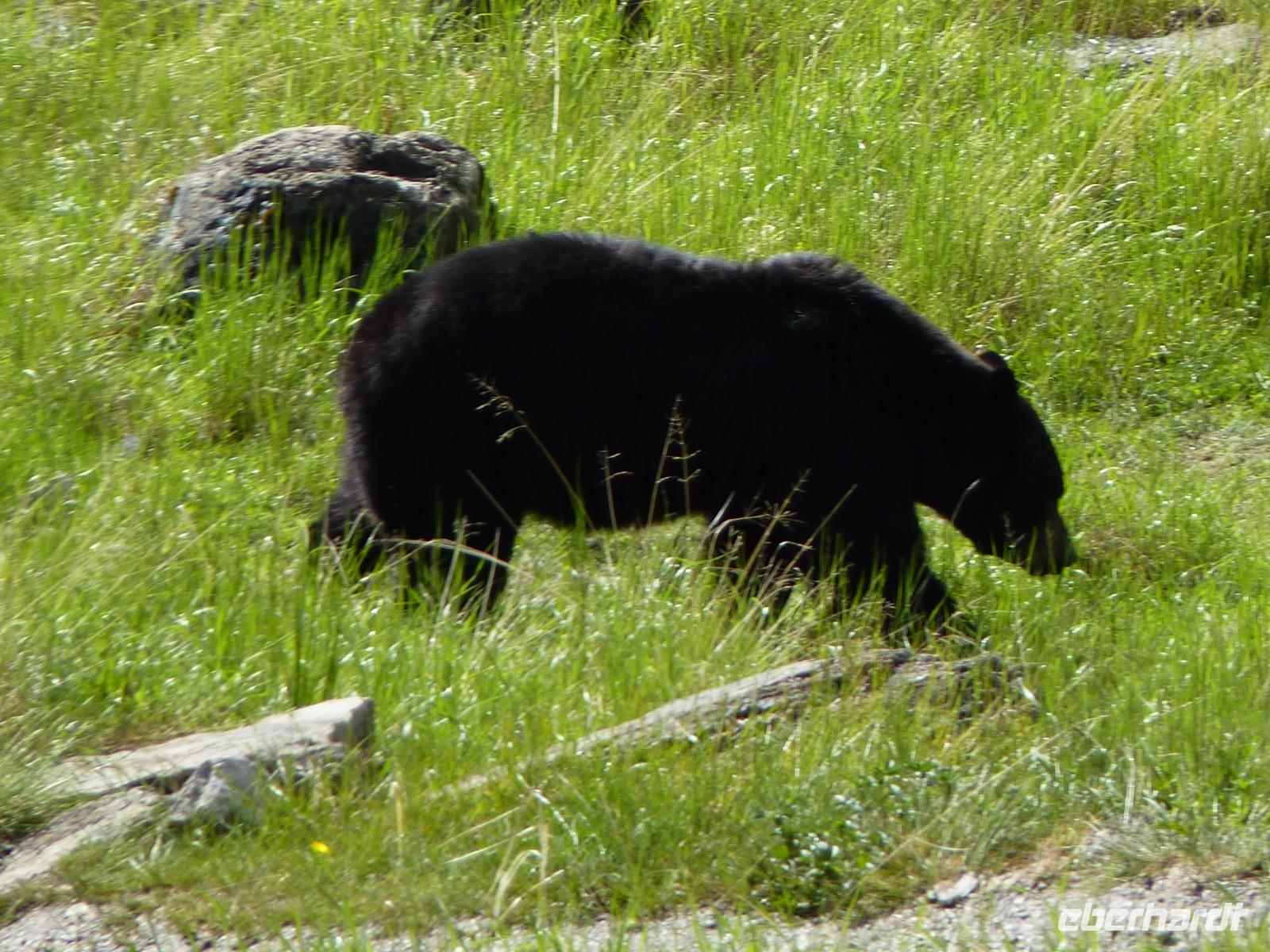 119 Medicine Lake - Schwarzbär