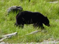 119 Medicine Lake - Schwarzbär