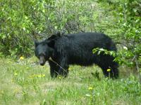 130 Unterwegs bei Jasper