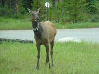 131 Unterwegs bei Jasper