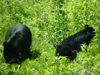 143 Unterwegs nach Clearwater - junge Schwarzbären