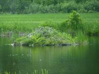 144 Unterwegs nach Clearwater - Biberbau