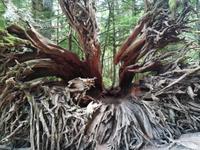 166 Vancouver Island - McMillan Provincial Park