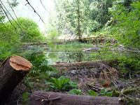 167 Vancouver Island - McMillan Provincial Park