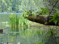 168 Vancouver Island - McMillan Provincial Park