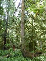 171 Vancouver Island - Cathedral Trail