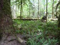 172 Vancouver Island - Cathedral Trail