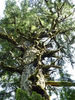 173 Vancouver Island - Cathedral Trail