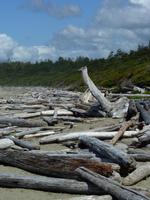 178 Vancouver Island - Rund um Tofino