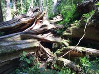 181 Vancouver Island - Rund um Tofino