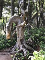 183 Vancouver Island - Rund um Tofino