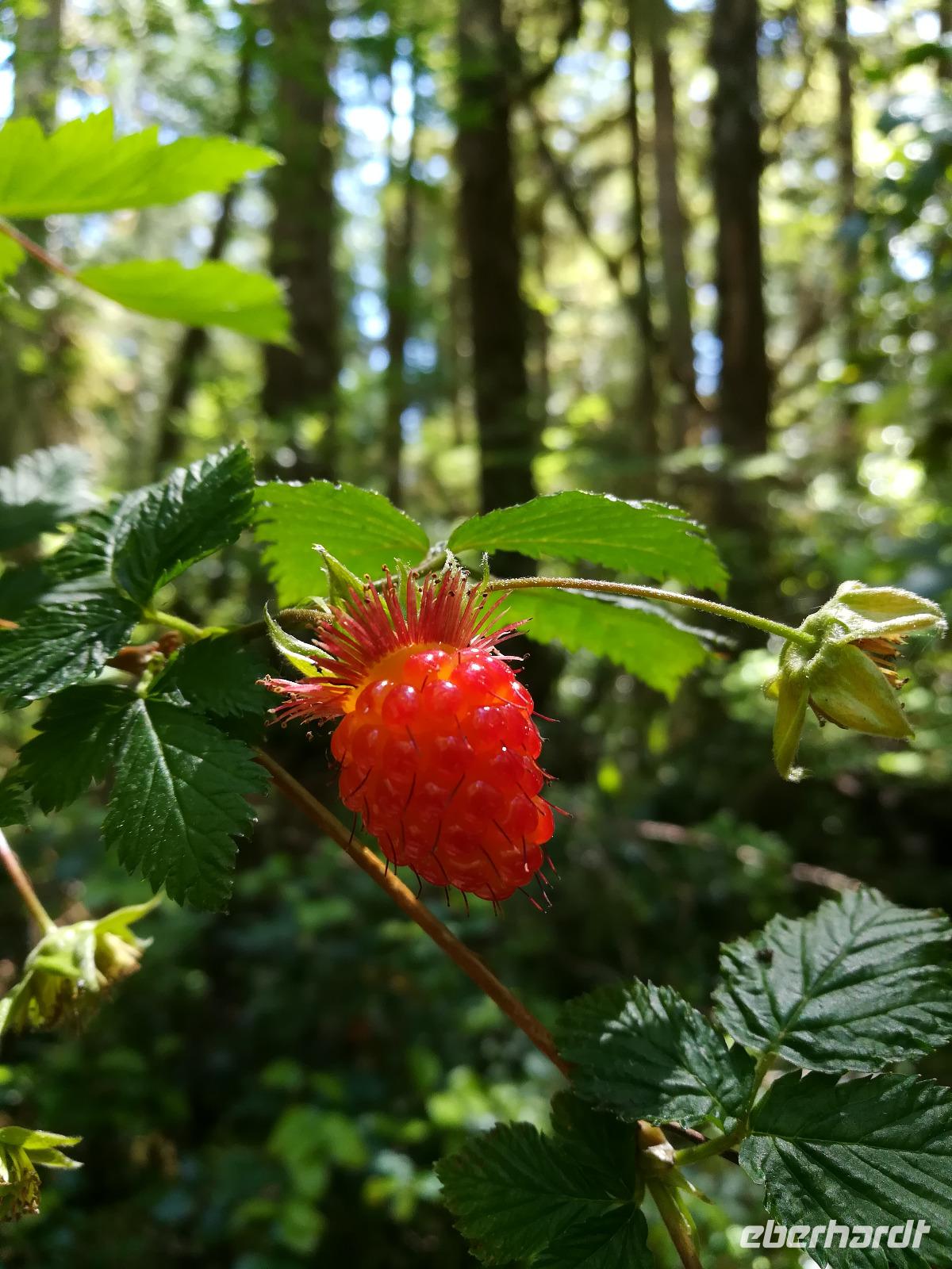 184 Vancouver Island - Rund um Tofino