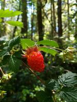 184 Vancouver Island - Rund um Tofino