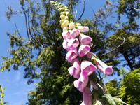 185 Vancouver Island - Rund um Tofino