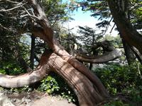 186 Vancouver Island - Rund um Tofino