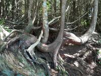 187 Vancouver Island - Rund um Tofino