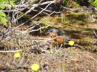 191 Vancouver Island - Rund um Tofino
