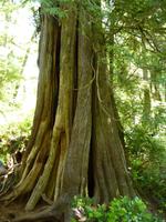 192 Vancouver Island - Rund um Tofino